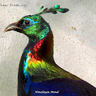 Himalayan Monal (male)