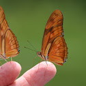 Julia Longwing