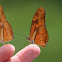 Julia Longwing
