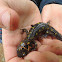 Spotted Salamander