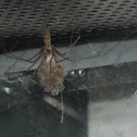 Cellar spider