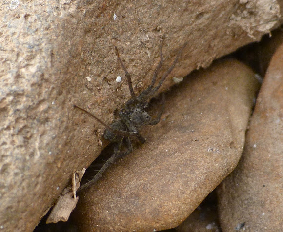 Spotting Image 1