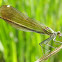 Damselflies