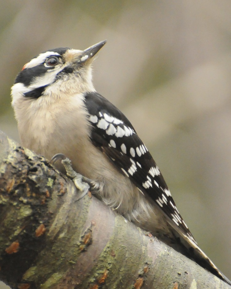 Downy Woodpecker