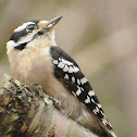Downy Woodpecker