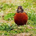 American Robin
