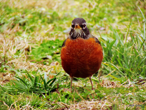 Spotting Image 1