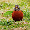 American Robin