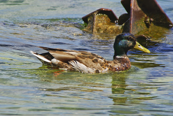 Spotting Image 1