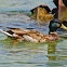 Mallard Duck (Male)