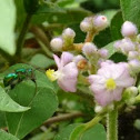 Green Orchid bee