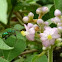 Green Orchid bee
