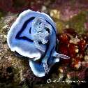 Willan's Chromodoris