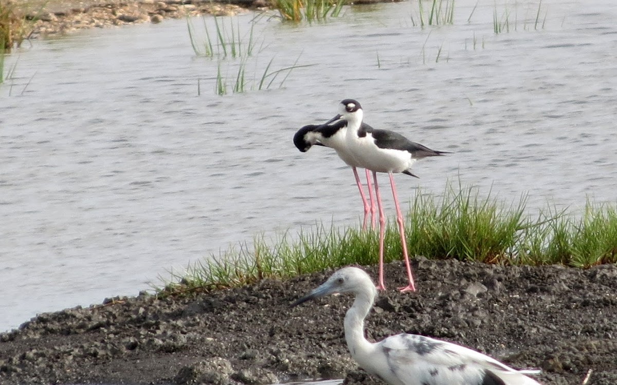 Black-necked Stilt