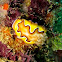 Nudibranch