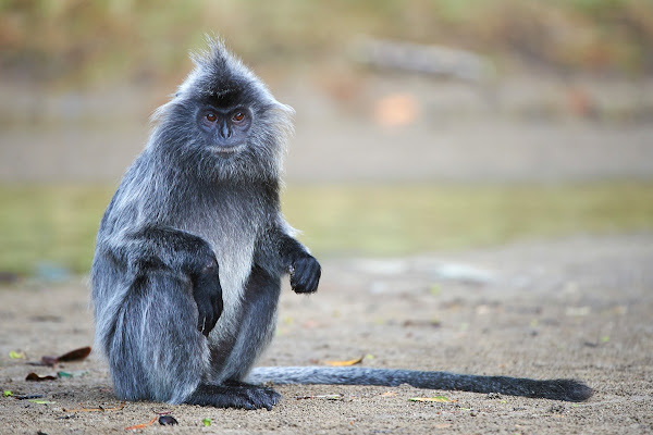 silvered leaf monkey | Project Noah