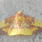 Imperial Moth