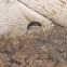 Common House Martin