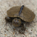 False Map Turtle