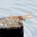 Eastern Amberwing