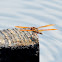 Eastern Amberwing