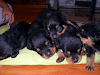 Cachorros Rottweiler