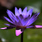 Cape Blue Water Lily