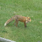 Red fox