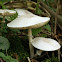 Porcellain Fungus/Porcelein Zwam