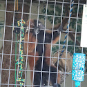 Red ruffed lemur
