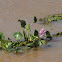 Water hyacinth (Camalote)