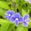 Speedwell