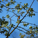 Black-headed Grosbeak