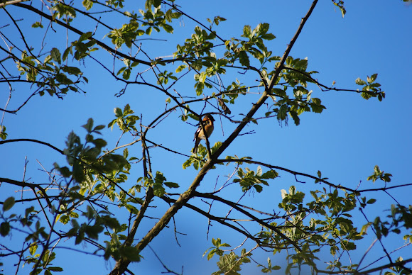 Spotting Image 1