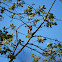 Black-headed Grosbeak