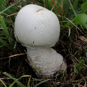 agaricus arvensis