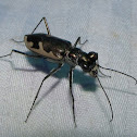 Cream-edged Tiger Beetle