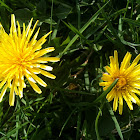 Dandelions