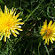 Dandelions