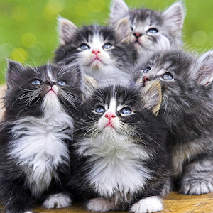 Persian Cats Wallpapers.apk 1.0