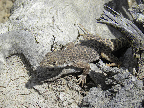 Large Spotted Leopard Lizard | Project Noah