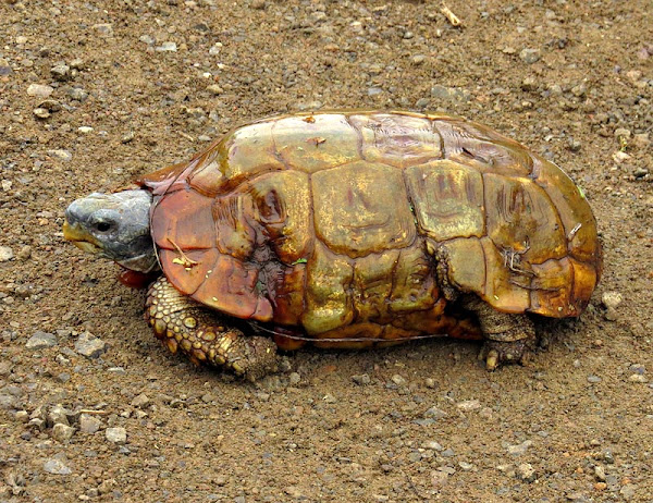 Speke's Hinged Tortoise 