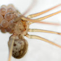 cellar spider
