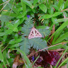 Semi-looper Moth