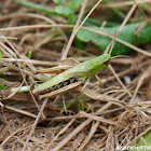 Meadow Grasshopper