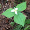 Trillium