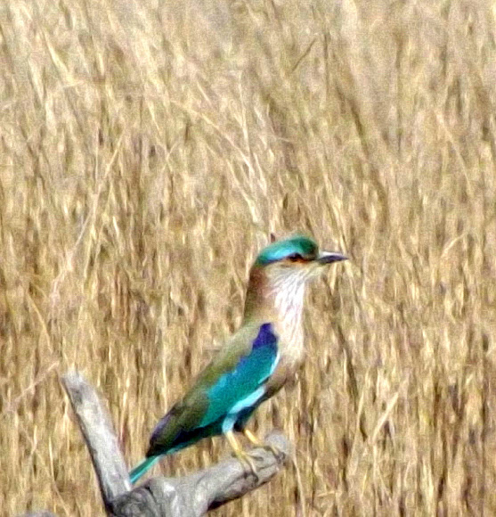Spotting Image 1