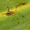 Green Lynx Spider
