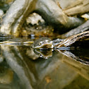 Eastern Long-necked Turtle