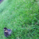 Ducklings